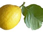 lemon