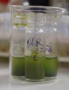 Algae biomass