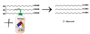 Triacylglycerol can with three molecules of methane and a catalyst be made into three molecules of biodiesel and one molecule of glycerol  based on Sheehan et al. (1998)