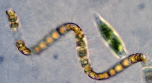 Chaetoceros debilis spiral and Eutreptiella green